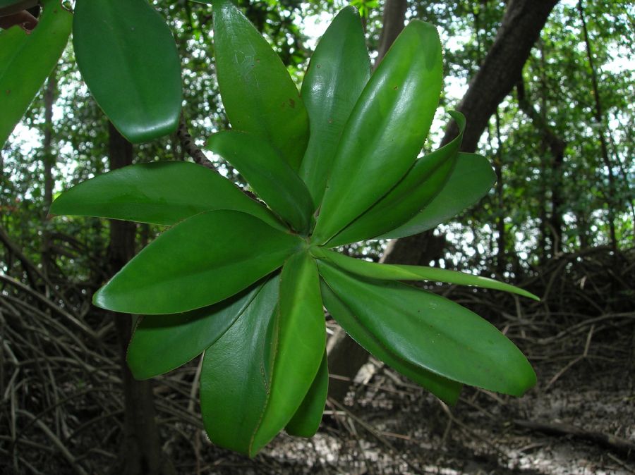 Pelliciera rhizophorae leaves